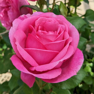 \c oc yfBW[z (c) nCubheB[ lG炫  sNn ^^E Yc 6Xbg   aCɋ ϕa y2026N1{zz