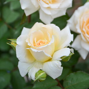 yubNtCf[ |Cg10{Iz \c oc y (Ƃ񂱂)z (c) nCubheB[ lG炫  N[Fn TIGeBX vObVI Yc 6pp