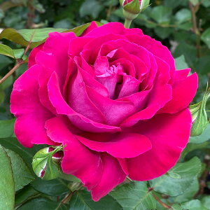 \c oc yW[fB[z (c) nCubheB[ lG炫  Ԏn CA Yc 6Xbg  y2026N1{zz