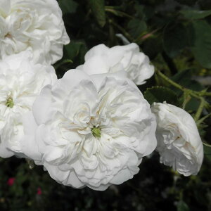 yubNtCf[ |Cg10{Iz \c oc y}_AfBz (c) o G炫  n Yc 6Xbg  y2026N1{zz