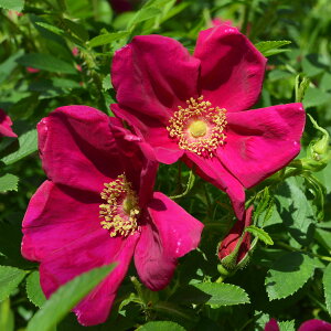 yocZ[zoc ys[eBAz (c) n}iV Ԃ炫 n ^^E Yc 6Xbg Cio  aCɋ ϕa