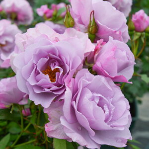 \c oc yT}Jhz (c) to_ lG炫  n TIGeBX vObVI Yc 6pp  aCɋ ϕa y2026N2{zz