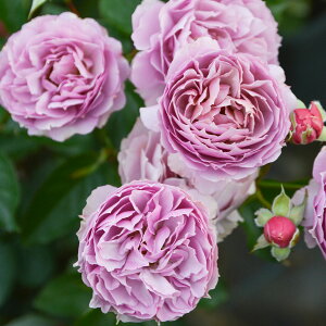 \c oc yV[Ebhz (c) to_ lG炫  Fn n x[Wn TIGeBX vObVI Yc 6pp  aCɋ ϕa y2026N2