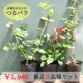 [セール] バラ苗 つるバラ 新苗 3鉢セット (品種はおまかせ) (期間限定)