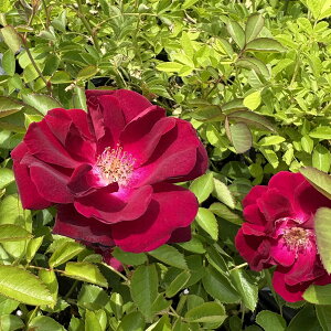 [󂠂] oc yhN^[q[Cz (AEgbgc) o G炫  Ԍn n Yc 6Xbg  aCɋ ϕa