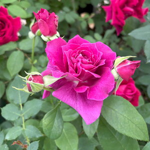 \c oc yCgD[Oz (c) to_ lG炫  Ԍn n Yc 6Xbg  y2026N2{zz