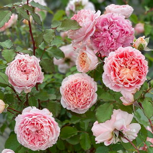 �o���c �y�W�F�t�A�[�e�B�X�g�z (��c) �V�����u ���鐫 �Ԃ�炫 ����� �s���N�n �h�~�j�N�}�T�h ���Y�c 7���p��