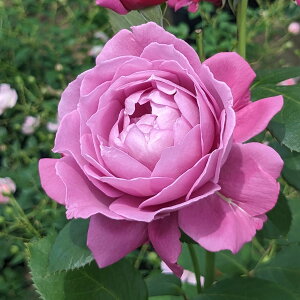 \c oc yÂ (Â)z (c) to_ lG炫  n o| Yc 6Xbg  aCɋ ϕa  y2026N1{zz