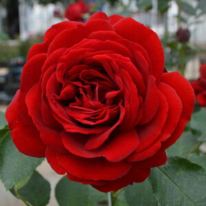 yubNtCf[ |Cg10{Iz \c oc yCfVtgz (c) o lG炫  Ԍn RfX Yc 6Xbg  aCɋ ϕa y2026N1