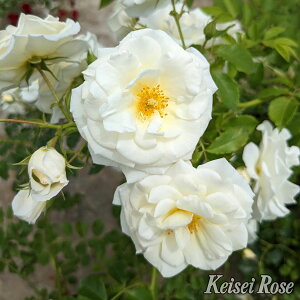 yubNtCf[ |Cg10{Iz \c oc y^ (܂)z (c) o lG炫 n o| Yc 6Xbg y2026N1{zz