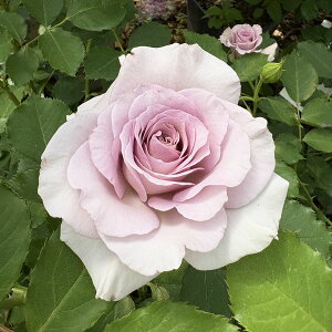 [󂠂] oc yj[EF[uz (AEgbgc) nCubheB[ lG炫  n eY Yc 6Xbg