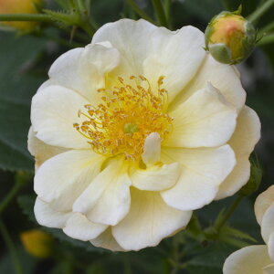 yubNtCf[ |Cg10{Iz yocZ[zoc yTj[VGb^z (VcAւ) o G炫  Fn RfX Yc 6Xbg