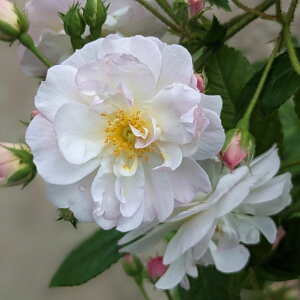 yubNtCf[ |Cg10{Iz \c oc yXEB[gVGb^z (c) o Ԃ炫  n sNn RfX Yc 6Xbg  aCɋ ϕa 