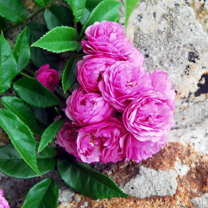 [󂠂] oc yGNZgtHV[xgz (AEgbgc) o lG炫  n sNn Yc 6Xbg