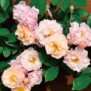 [󂠂] oc yR[lAz (AEgbgc) o Ԃ炫  sNn Yc 6Xbg