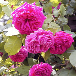 [󂠂] oc y}_CT[Ny[z (AEgbgc) o Ԃ炫  sNn I[h[Y Yc 6Xbg 