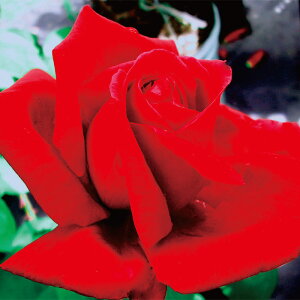 \c oc yNCX[CyAz (c) nCubheB[ lG炫  Ԍn Yc 6Xbg  y2026N1{zz