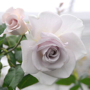 �o���c �y�X�e�����X�X�`�[���z (��c) �n�C�u���b�h�e�B�[ �l�G�炫 ��� ���n �n ���Y�c 6���X���b�g�� ����