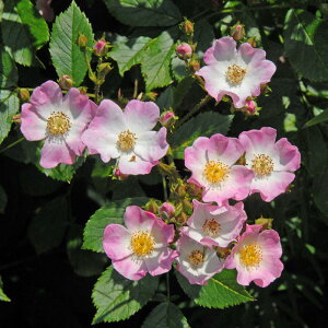 \c oc yo[iz (c) o lG炫  sNn 6Xbg I[h[Y y2026N1{zz