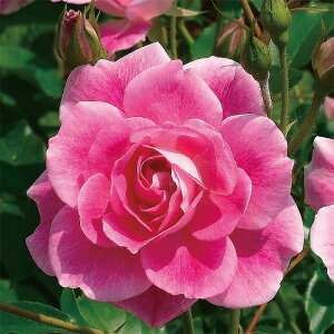 [󂠂] oc yuAgsNACXo[Oz (AEgbgc) to_ lG炫  Fn sNn n Yc 6Xbg