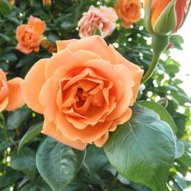 楽天市場 つるバラ 四季咲き 強健 強香の通販