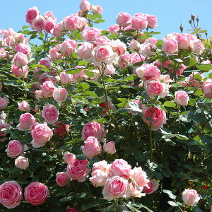 �o���c �y��q�X�g���[�z (��c) ��o�� �l�G�炫 ��� �s���N�n �^���^�E ���Y�c 6���X���b�g��