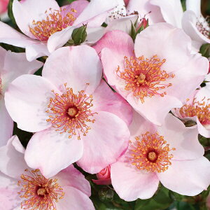 \c oc ysNTN[iz (c) Vu 鐫 lG炫  sNn CA Yc 6Xbg Cio  aCɋ ϕa y2026N1{zz