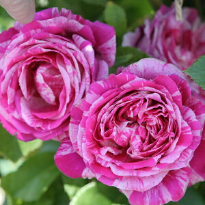 yubNtCf[ |Cg10{Iz \c oc yt{[Yoj[z (c) o Ԃ炫  Fn sNn i CA Yc 6Xbg y2026N1{