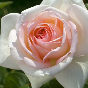 \c oc y}CK[fz (c) nCubheB[ lG炫  sNn CA Yc 6Xbg   aCɋ ϕa y2026N1{zz