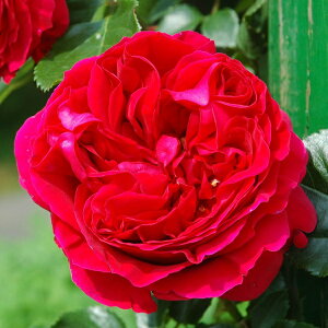 \c oc y[WsG[hDT[z (c) o lG炫  Ԍn CA Yc 6Xbg y2026N1{zz