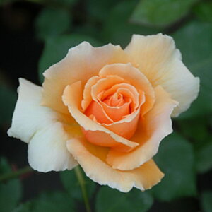 �o���c �y�W���X�g�W���C�z (��c) �n�C�u���b�h�e�B�[ �l�G�炫 ��� �I�����W�n ���Y�c 6���X���b�g�� ����