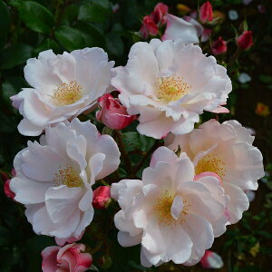 \c oc yO[ez (c) to_ lG炫  Fn RfX Yc 6Xbg Cio  aCɋ ϕa y2026N1{zz