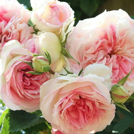 予約苗 バラ苗 【アミロマンティカ】 (新苗) つるバラ 四季咲き 中輪 複色系 メイアン 国産苗 4号ポリ鉢 【4月中旬順次配送】