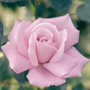 �o���c �y�u���[���C�g�z (��c) �n�C�u���b�h�e�B�[ �l�G�炫 ��� ���n ���Y�c 6���X���b�g�� ����