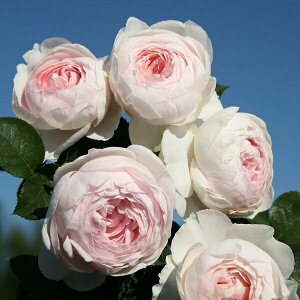 \c oc yNXeBA[iz (c) o lG炫  sNn RfX Yc 6Xbg   aCɋ ϕa y2026N1{zz