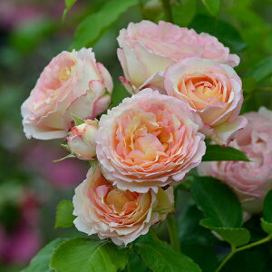 \c oc yybV{{z (c) Vu 鐫 lG炫  F sNn Fn i fo[ Yc 6pp  y2026N2{zz