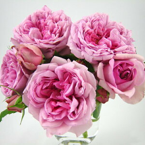 \c oc y[Y|phD[z (c) Vu 鐫 lG炫  sNn fo[ Yc 6pp   aCɋ ϕa y2026N2{zz