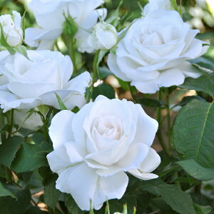 �\��c �o���c �y�A���i�v���i�z (��c) �n�C�u���b�h�e�B�[ �l�G�炫 ����� ���n �h���� ���Y�c 6����p�p�� ���� �y2026�N2����{�����z���z