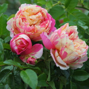 \c oc yGhDA[}lz (c) Vu 鐫 lG炫  Fn sNn Fn i fo[ Yc 6pp   aCɋ ϕa y2026N2