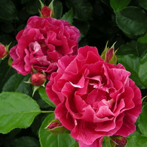 \c oc yM[THAz (c) Vu 鐫 lG炫  Fn Ԏn sNn i fo[ Yc 6pp   aCɋ ϕa y2026N2{