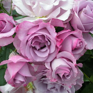 �\��c �o���c �y�f�B�I���T���X�z (��c) �t�����o���_ �l�G�炫 ��� ���n �f���o�[�� ���Y�c 6����p�p�� ���� �y2026�N2����{�����z���z