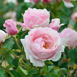 �\��c �o���c �y�r�G�h�D�[�z (��c) �V�����u ���鐫 �l�G�炫 ����� ���F�n �s���N�n ���n �i�� �f���o�[�� ���Y�c 6����p�p�� ���� �a�C�ɋ��� �ϕa������ �y2026�N2����{�����z���z