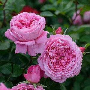 \c oc ytSi[z (c) Vu 鐫 lG炫  sNn fo[ Yc 6pp   aCɋ ϕa y2026N2{zz