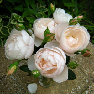 \c oc yu[Yz (c) Vu 鐫 lG炫  sNn fo[ Yc 6pp   aCɋ ϕa y2026N2{zz