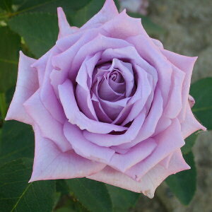 �\��c �o���c �y�}�~�[�u���[�z (��c) �n�C�u���b�h�e�B�[ �l�G�炫 ��� ���n �f���o�[�� ���Y�c 6����p�p�� ���� �y2026�N2����{�����z���z