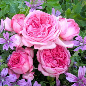 \c oc y[YhDi[z (c) Vu 鐫 lG炫  sNn fo[ Yc 6pp   aCɋ ϕa y2026N2{zz