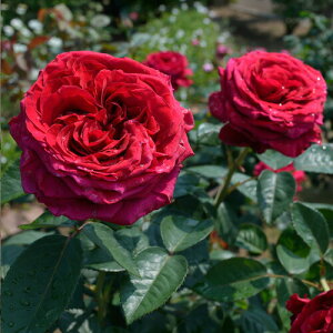 \c oc y[YfLg@z (c) nCubheB[ lG炫  Ԍn fo[ Yc 6pp  y2026N2{zz