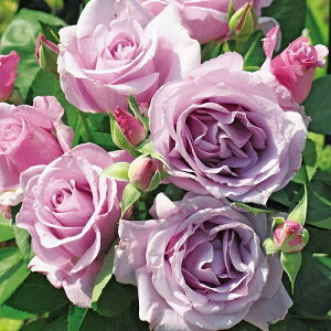 �\��c �o���c �y�闈�� (�C�G���C�V����)�z (��c) �t�����o���_ �l�G�炫 ���� ���n �͖{�o���� �؍G�B�� ���Y�c 6����p�p�� ���� �y2026�N2����{�����z���z