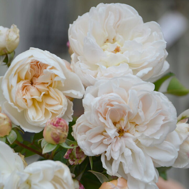 楽天市場 バラ苗 アリアドネ 国産新苗植え替え角鉢6号 四季咲き 中輪 白系 ロサ オリエンティス バラ専門店 ザ ローズショップ