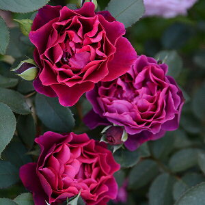 \c oc yIfbZCAz (c) Vu 鐫 lG炫  n Ԍn n TIGeBX Yc 6pp  y2026N2{zz